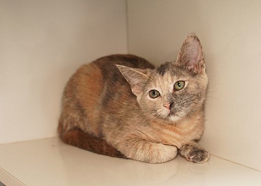 Adopt a friend: Riesling